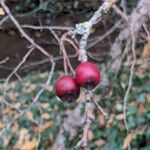 Crataegus laciniata Плод