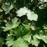 Geranium molleBlodyn