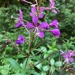 Epilobium angustifoliumÕis