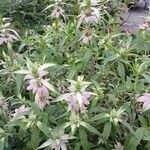 Monarda punctata Staniste