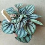 Peperomia albovittata Ліст