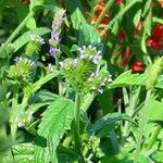 Verbena bracteata Habitus