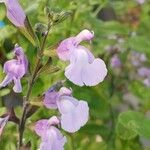 Salvia × jamensis Flower