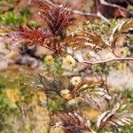 Archidendropsis macradenia Habit