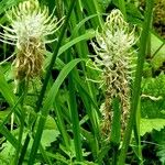 Phyteuma spicatum Flower