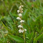 Pyrola rotundifolia Çiçek