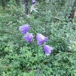 Campanula persicifoliaFlor