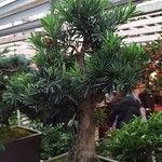 Podocarpus macrophyllus Kéreg/szár