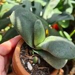 Gasteria glomerata Hoja