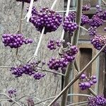 Callicarpa bodinieri Характер