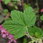 Ribes sanguineum Leaf