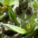 Antennaria carpatica फूल