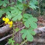 Tropaeolum peregrinum Blatt