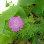 Geranium sanguineumKvět