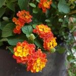 Lantana aculeata Flors