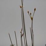 Fimbristylis dichotoma Leaf