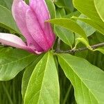 Magnolia liliiflora 花