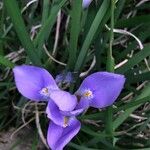 Iris unguicularis Flower