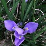 Iris unguicularis Fleur