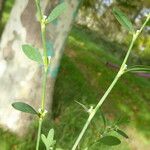 Polygonum aviculare Leaf