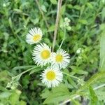 Erigeron annuusKvet