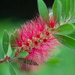Melaleuca rugulosa Flower