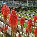 Kniphofia uvariaFlower