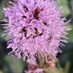 Mentha aquaticaFlower