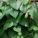 Aristolochia littoralis Sonstige