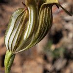 Pterostylis recurva Flower