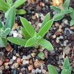 Delosperma echinatum Leaf