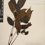 Toxicodendron succedaneum Other
