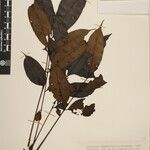 Toxicodendron succedaneum ᱮᱴᱟᱜ