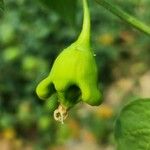 Capsicum baccatum Плід