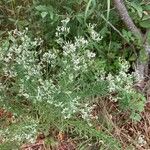 Eupatorium hyssopifolium Virág
