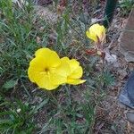 Oenothera stricta Цветок