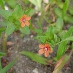 Lysimachia arvensis Blüte