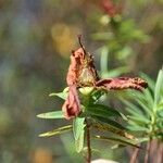 Hypericum lanceolatum Fruit