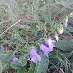 Campanula rapunculoidesFleur