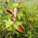 Clappertonia ficifolia Arall