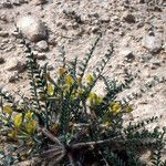 Astragalus caprinus Hábito