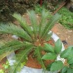 Cycas revolutaЛист