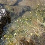 Ranunculus trichophyllus Natur