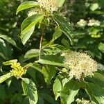 Cornus drummondii Foglia