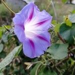 Ipomoea purpurea花