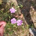 Agalinis purpurea 花