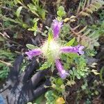 Cleonia lusitanica Flor