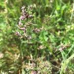 Poa badensis Flower