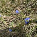 Echium vulgare花