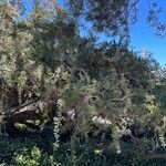 Leptospermum laevigatum Habitat